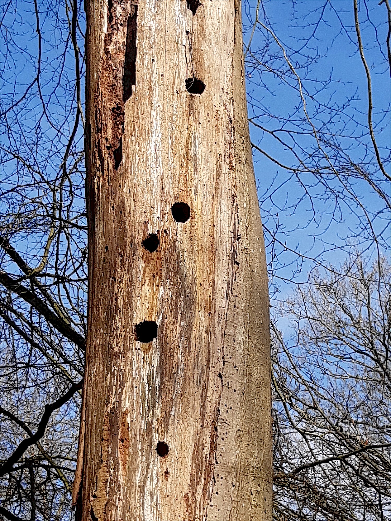  How Much Wood Would A Woodpecker Peck