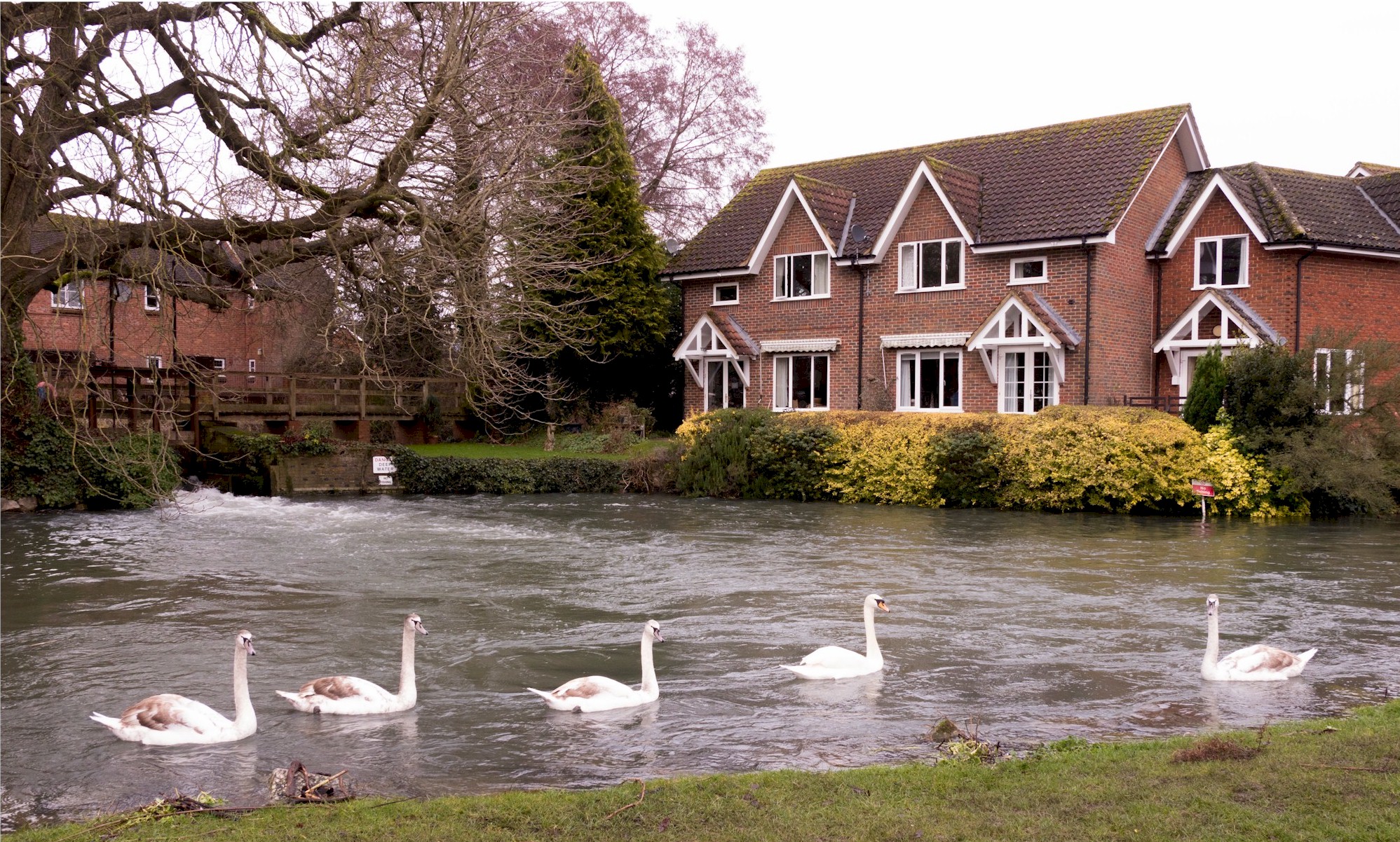  Swans On The Kennet, Town Mill