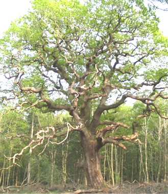 Ayers Oak