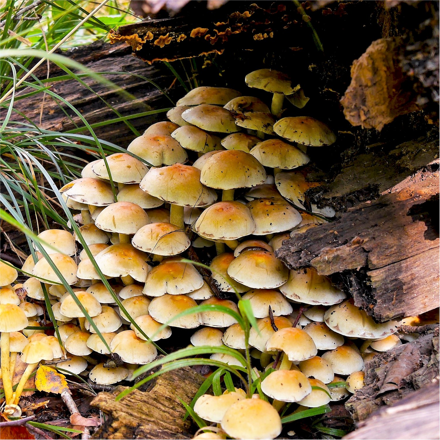  Savernake Forest Fungi