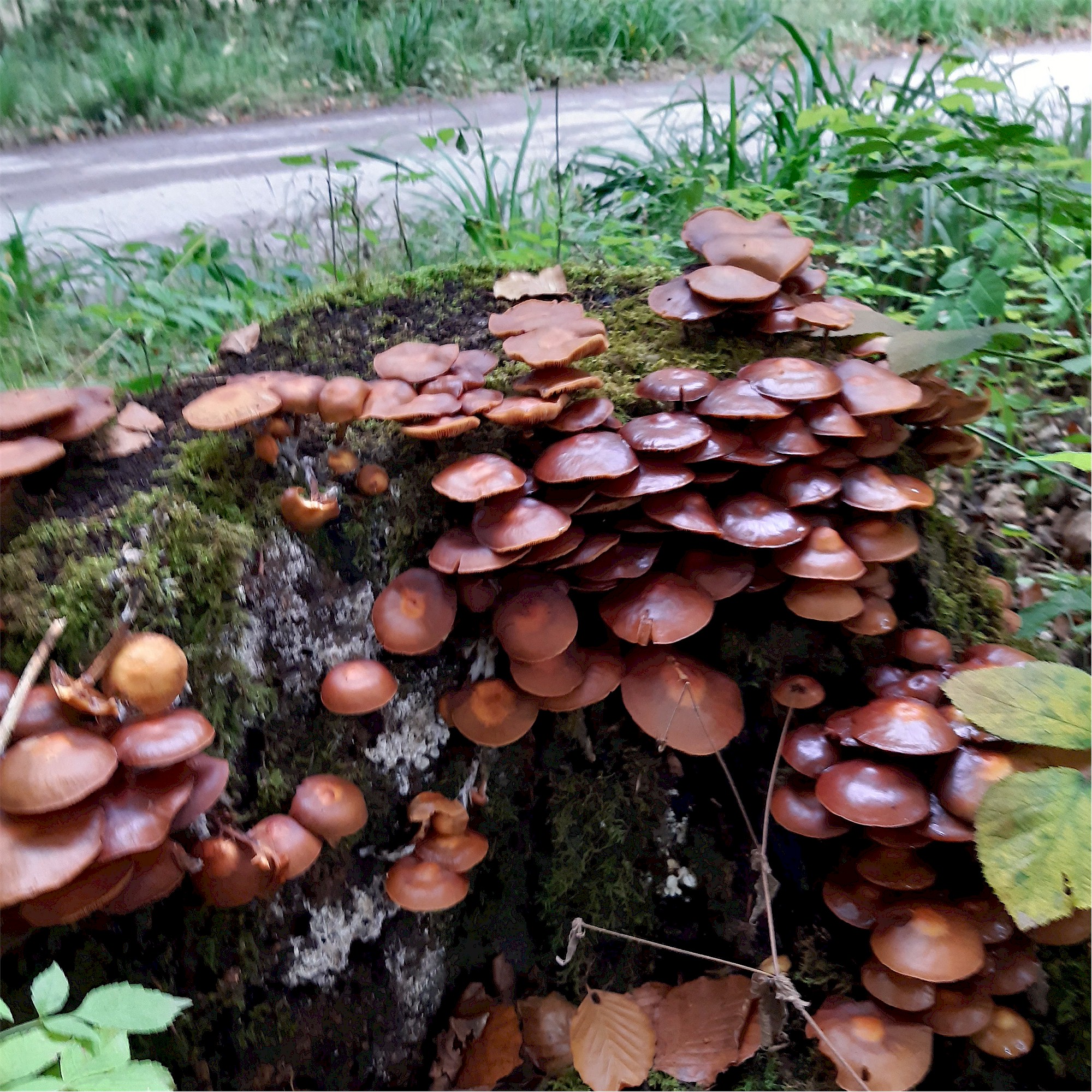  Savernake Fungi 01