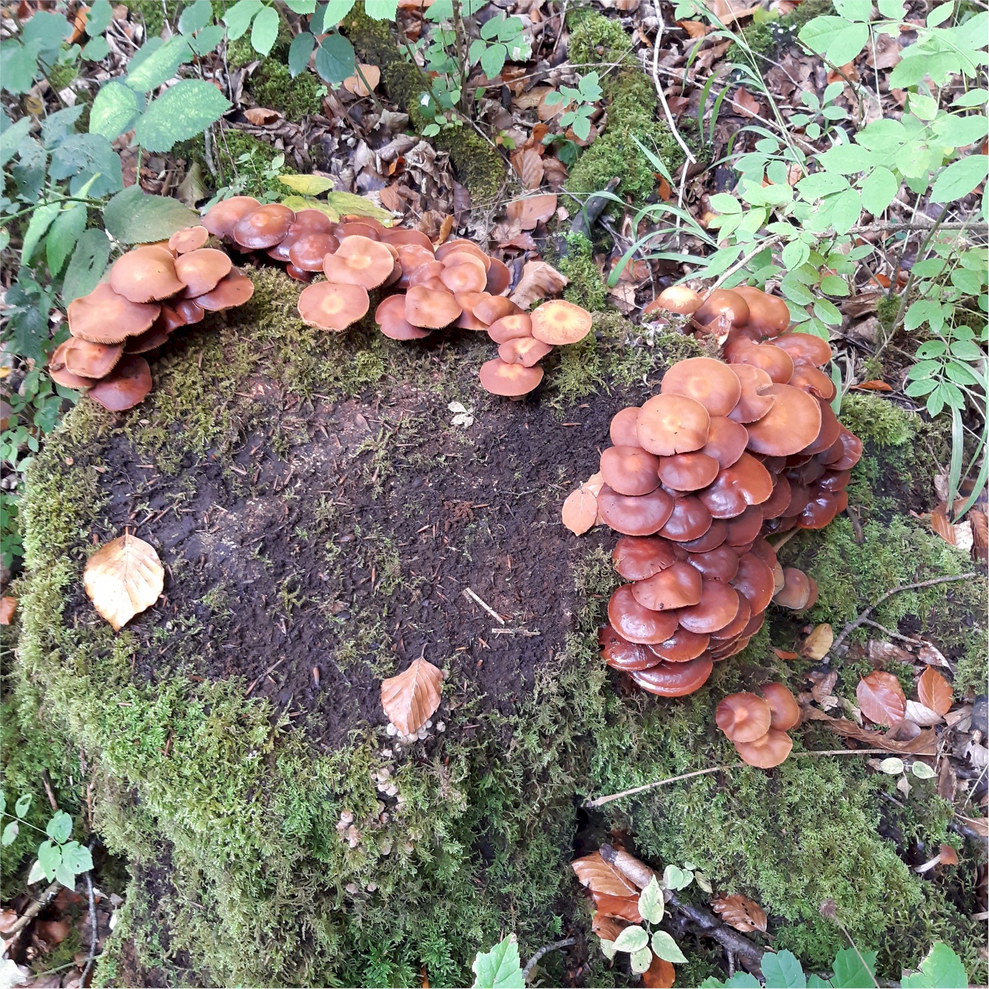  Savernake Fungi 03