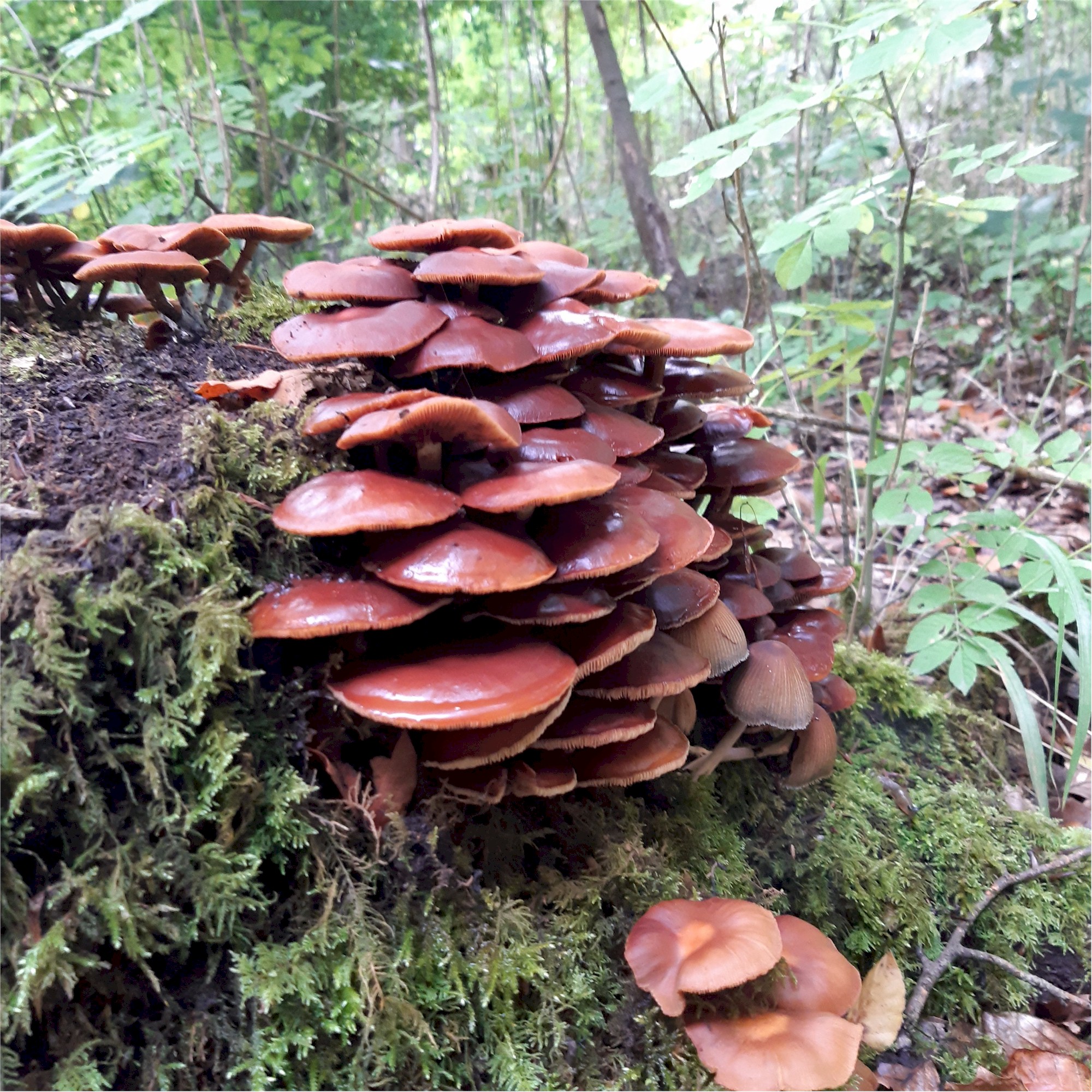  Savernake Fungi 04