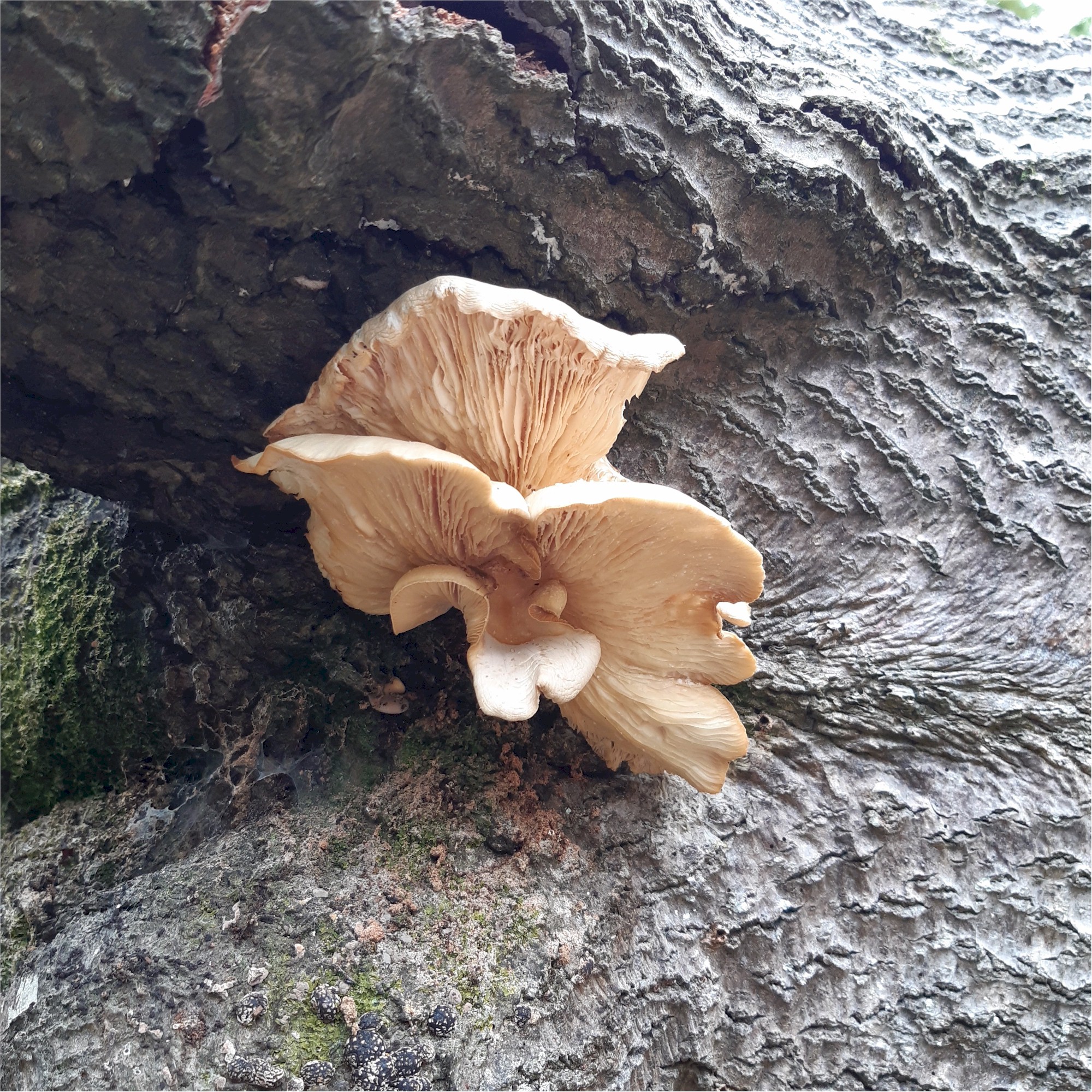  Savernake Fungi 07