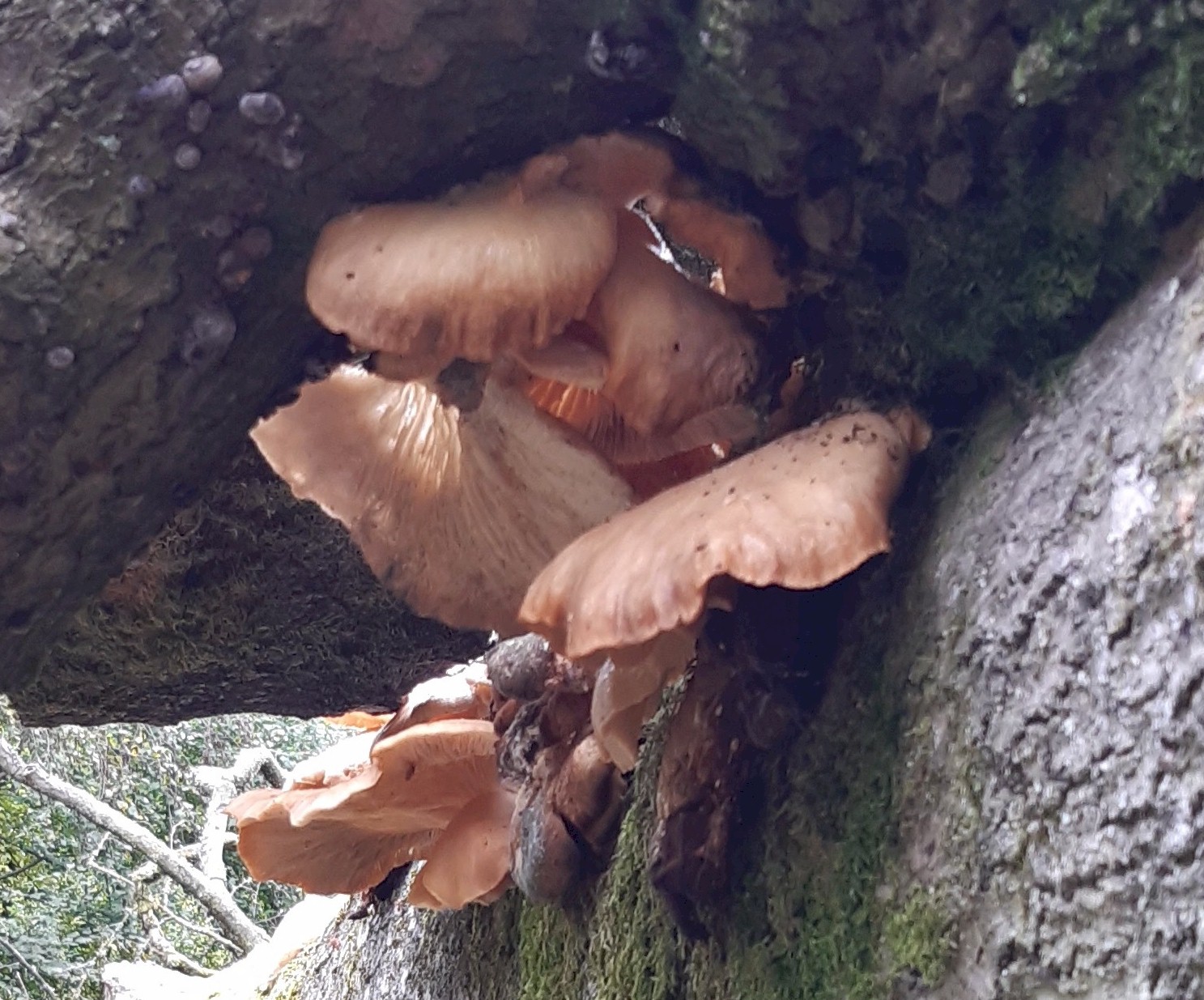  Savernake Fungi 09