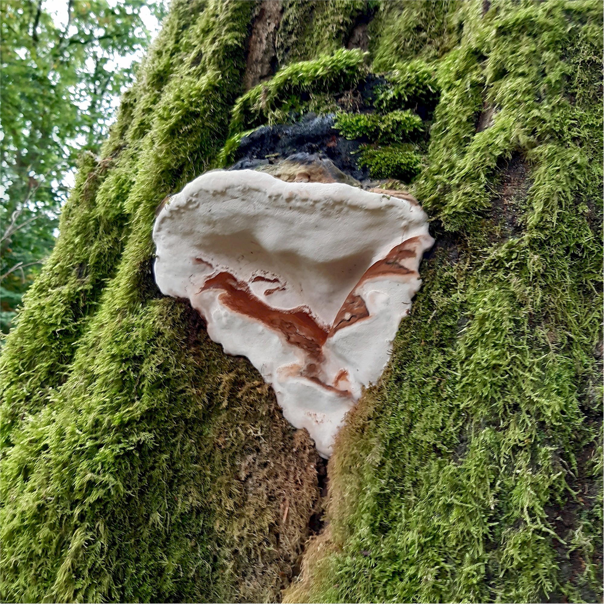 Savernake Fungi 11
